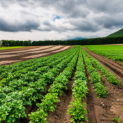 João Eustáquio De Almeida Junior analisa como a diversificação da produção agrícola atua na redução de riscos econômicos e na estabilidade do negócio rural.