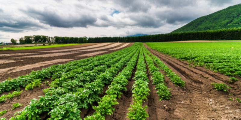 João Eustáquio De Almeida Junior analisa como a diversificação da produção agrícola atua na redução de riscos econômicos e na estabilidade do negócio rural.