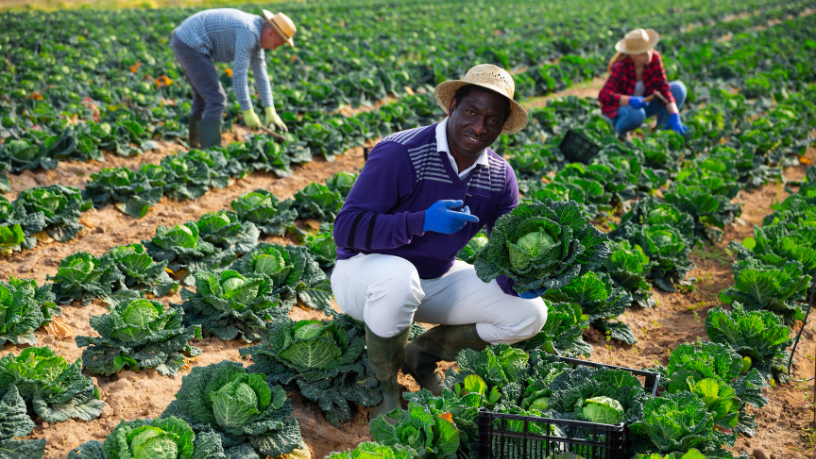 Ao abordar a diversificação da produção na agricultura, João Eustáquio De Almeida Junior destaca estratégias para minimizar riscos econômicos e fortalecer a rentabilidade.